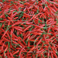 Red Chili Dried Chili Peppers For Pot Restaurant